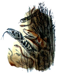 Иллюстрация к книге — Под крыльцом [img52.jpg]