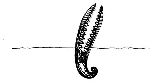 Иллюстрация к книге — Планиверсум. Виртуальный контакт с двухмерным миром [img_018.jpg]