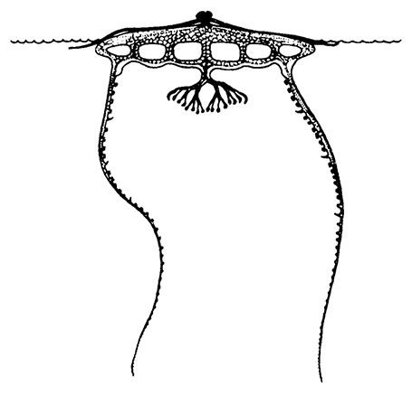 Иллюстрация к книге — Планиверсум. Виртуальный контакт с двухмерным миром [img_026.jpg]