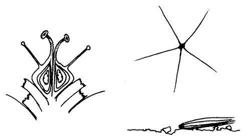 Иллюстрация к книге — Планиверсум. Виртуальный контакт с двухмерным миром [img_029.jpg]