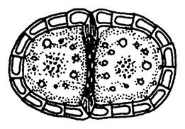 Иллюстрация к книге — Планиверсум. Виртуальный контакт с двухмерным миром [img_113.jpg]