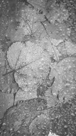 Иллюстрация к книге — Проза Дождя [i_003.jpg]