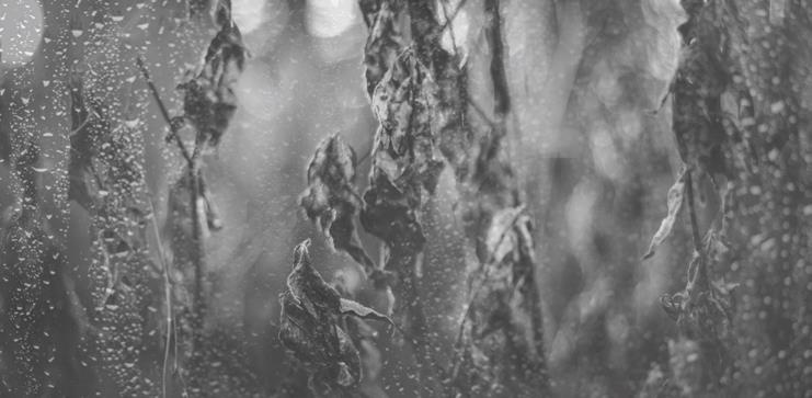 Иллюстрация к книге — Проза Дождя [i_026.jpg]