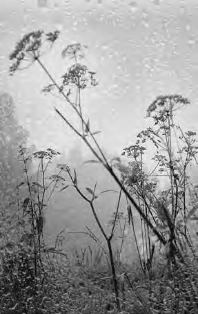 Иллюстрация к книге — Проза Дождя [i_041.jpg]