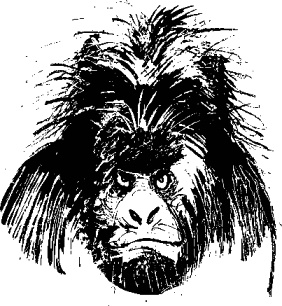 Иллюстрация к книге — Рядовой Горилла [_19.jpg]