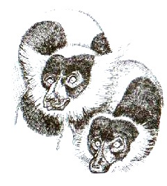 Иллюстрация к книге — Остров, одетый в джерси [i_001.jpg]