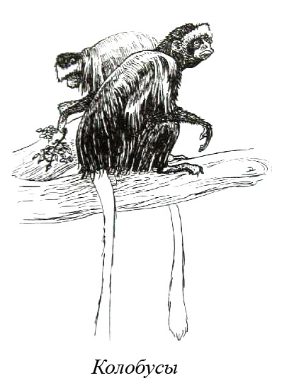 Иллюстрация к книге — Остров, одетый в джерси [i_009.jpg]