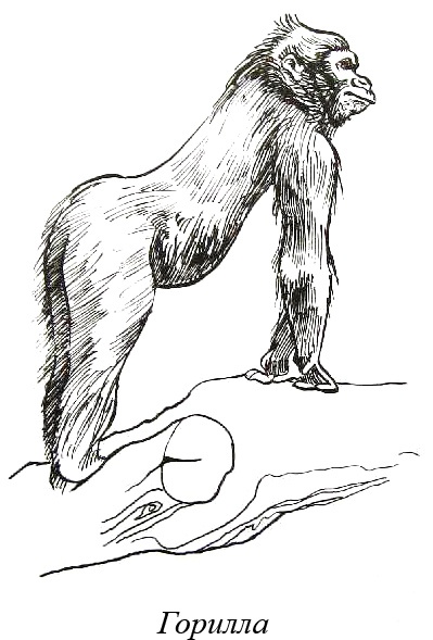 Иллюстрация к книге — Остров, одетый в джерси [i_011.jpg]