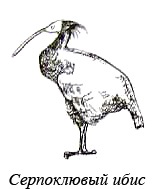 Иллюстрация к книге — Остров, одетый в джерси [i_012.jpg]