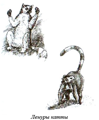 Иллюстрация к книге — Остров, одетый в джерси [i_017.jpg]