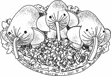 Иллюстрация к книге — Что делать, если ребенок не хочет... [i_018.jpg]