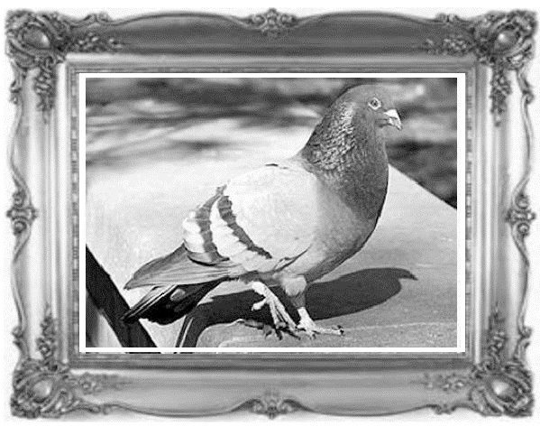 Иллюстрация к книге — Жил-был воробей, или Зачем нужно ходить в школу [image2_55ddf57a07cf679518fd4054_jpg.jpg]