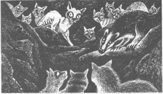 Иллюстрация к книге — Коты-воители. Главная надежда [pic_26.jpg]