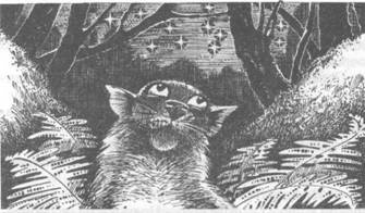 Иллюстрация к книге — Коты-воители. Главная надежда [pic_38.jpg]