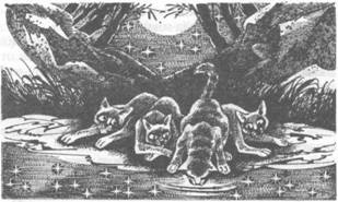 Иллюстрация к книге — Коты-воители. Главная надежда [pic_40.jpg]