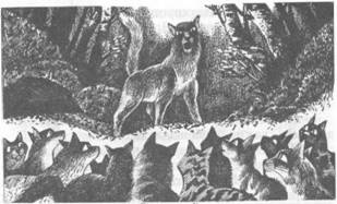 Иллюстрация к книге — Коты-воители. Главная надежда [pic_44.jpg]