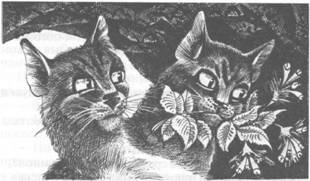 Иллюстрация к книге — Коты-воители. Главная надежда [pic_46.jpg]