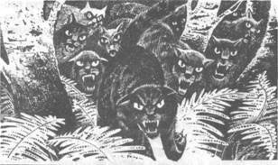 Иллюстрация к книге — Коты-воители. Главная надежда [pic_50.jpg]