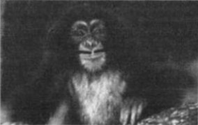 Иллюстрация к книге — Почему мужчины врут, а женщины ревут [image047.jpg]