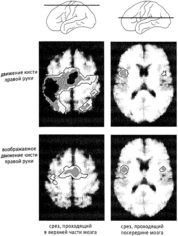 Иллюстрация к книге — Мозг и душа. Как нервная деятельность формирует наш внутренний мир [i_007.jpg]