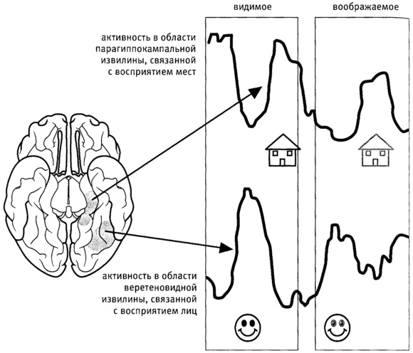 Иллюстрация к книге — Мозг и душа. Как нервная деятельность формирует наш внутренний мир [i_008.jpg]
