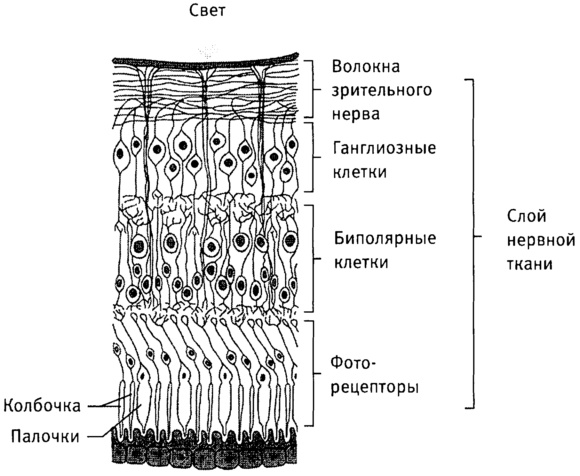 Иллюстрация к книге — Мозг и душа. Как нервная деятельность формирует наш внутренний мир [i_009.jpg]