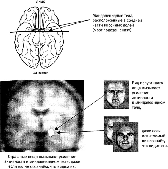 Иллюстрация к книге — Мозг и душа. Как нервная деятельность формирует наш внутренний мир [i_020.jpg]