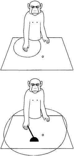 Иллюстрация к книге — Мозг и душа. Как нервная деятельность формирует наш внутренний мир [i_027.jpg]