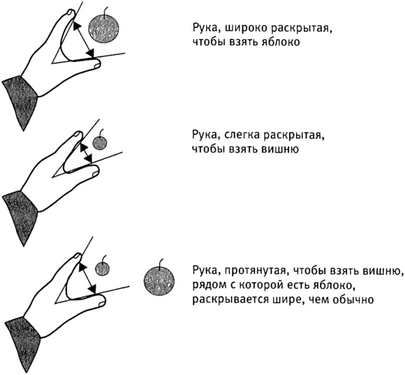 Иллюстрация к книге — Мозг и душа. Как нервная деятельность формирует наш внутренний мир [i_042.jpg]