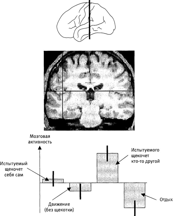 Иллюстрация к книге — Мозг и душа. Как нервная деятельность формирует наш внутренний мир [i_043.jpg]