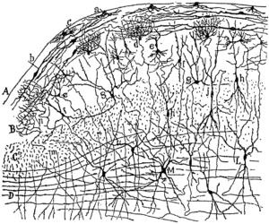 Иллюстрация к книге — Мозг и душа. Как нервная деятельность формирует наш внутренний мир [i_045.jpg]