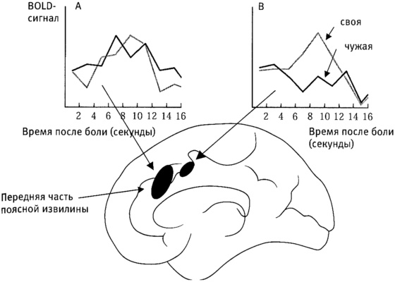 Иллюстрация к книге — Мозг и душа. Как нервная деятельность формирует наш внутренний мир [i_062.jpg]