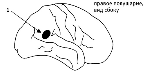 Иллюстрация к книге — Мозг и душа. Как нервная деятельность формирует наш внутренний мир [i_070.jpg]