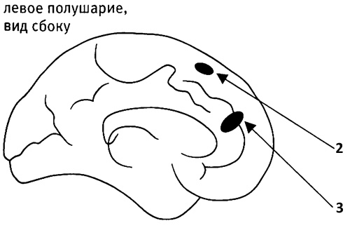 Иллюстрация к книге — Мозг и душа. Как нервная деятельность формирует наш внутренний мир [i_071.jpg]