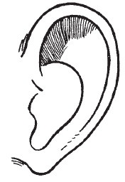 Иллюстрация к книге — Лицо - зеркало души. Физиогномика для всех [i_055.jpg]