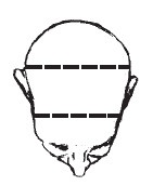 Иллюстрация к книге — Лицо - зеркало души. Физиогномика для всех [i_105.jpg]