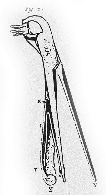 Иллюстрация к книге — Монстролог. Кровавый остров [i_013.jpg]