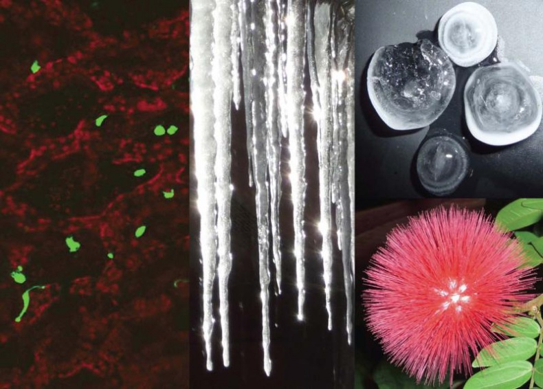 Иллюстрация к книге — Звездный витамин [i_018.jpg]