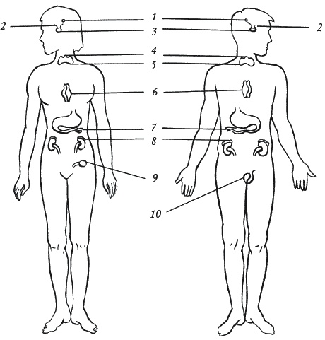 Иллюстрация к книге — Лечение болезней щитовидной железы [_009.jpg]