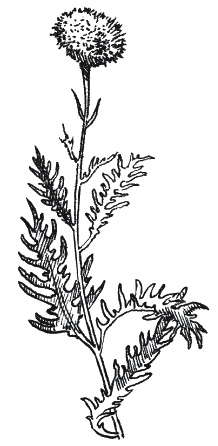 Иллюстрация к книге — Лечение болезней щитовидной железы [_136.jpg]