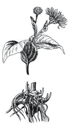 Иллюстрация к книге — Лечение болезней щитовидной железы [_137.jpg]