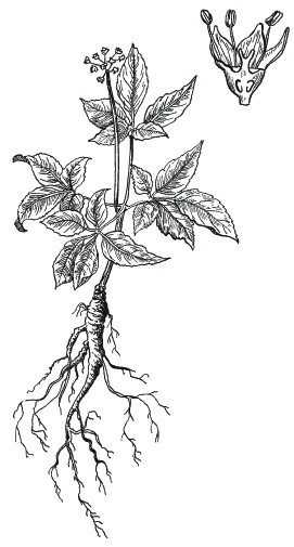 Иллюстрация к книге — Лечение болезней щитовидной железы [_138.jpg]