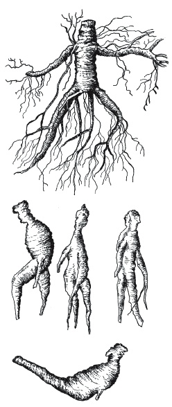 Иллюстрация к книге — Лечение болезней щитовидной железы [_139.jpg]