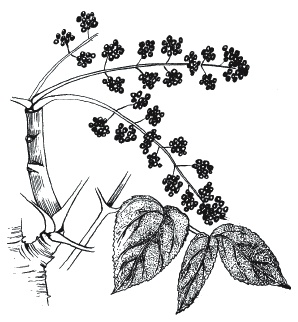 Иллюстрация к книге — Лечение болезней щитовидной железы [_145.jpg]