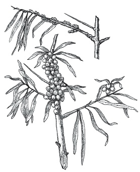 Иллюстрация к книге — Лечение болезней щитовидной железы [_148.jpg]