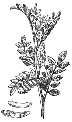 Иллюстрация к книге — Лечение болезней щитовидной железы [_151.jpg]