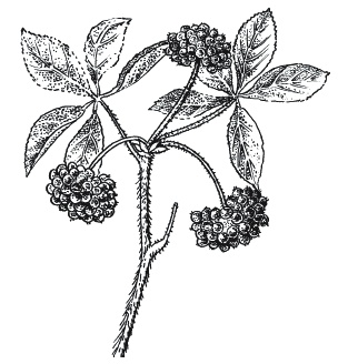 Иллюстрация к книге — Лечение болезней щитовидной железы [_152.jpg]