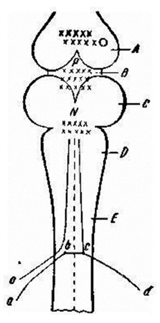 Иллюстрация к книге — Рефлексы головного мозга [i_001.jpg]