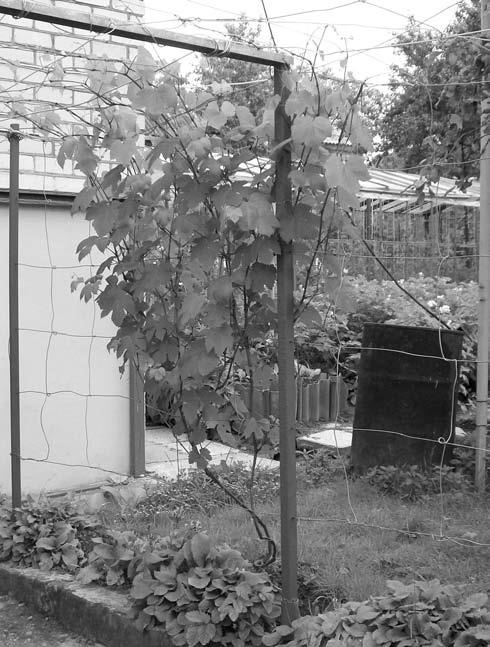 Иллюстрация к книге — Забор, ограда, калитка на дачном участке. Строим своими руками [i_012.jpg]