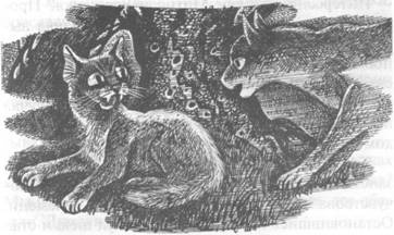 Иллюстрация к книге — Обещание Метеора. Западня [pic_22.jpg]